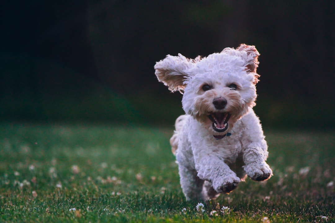 Choosing the Right Dog Wipes for Sensitive Skin: A Comprehensive Guide by RAIZ GROUP Photo by Joe Caione on Unsplash