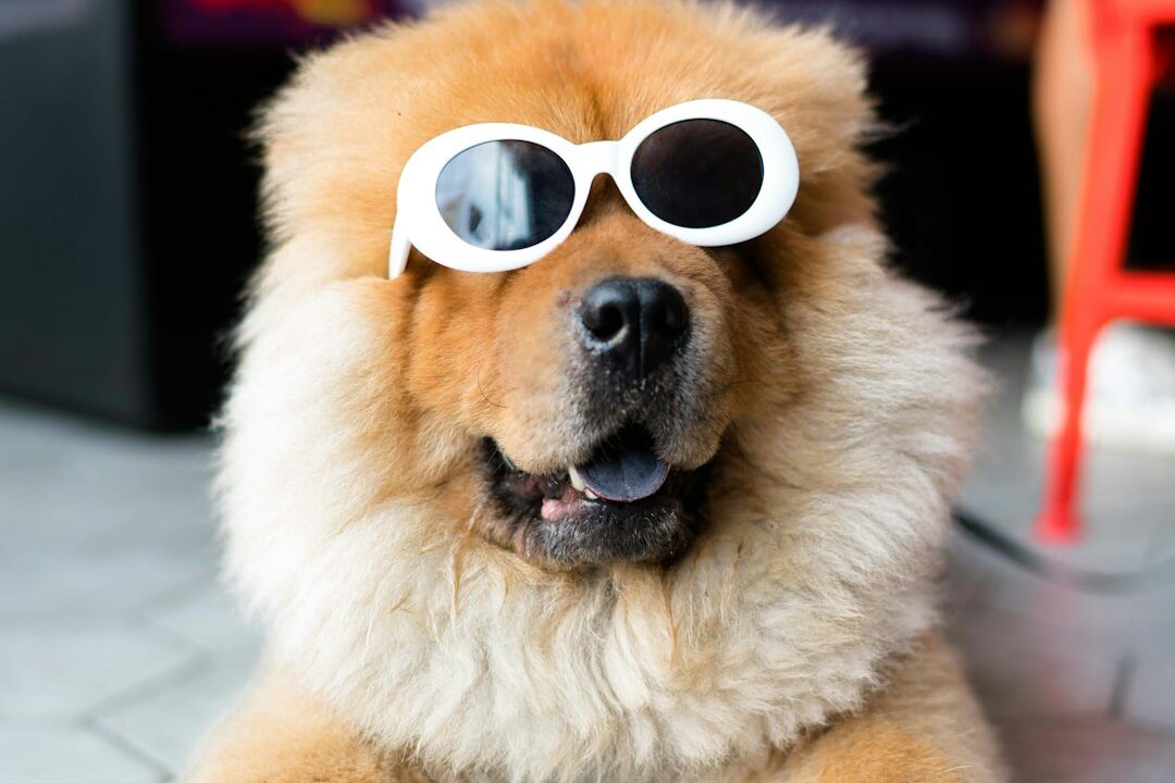 DIY vs. Commercial Dog Wipes: Which is Better for Your Furry Friend? Photo by alan King on Unsplash