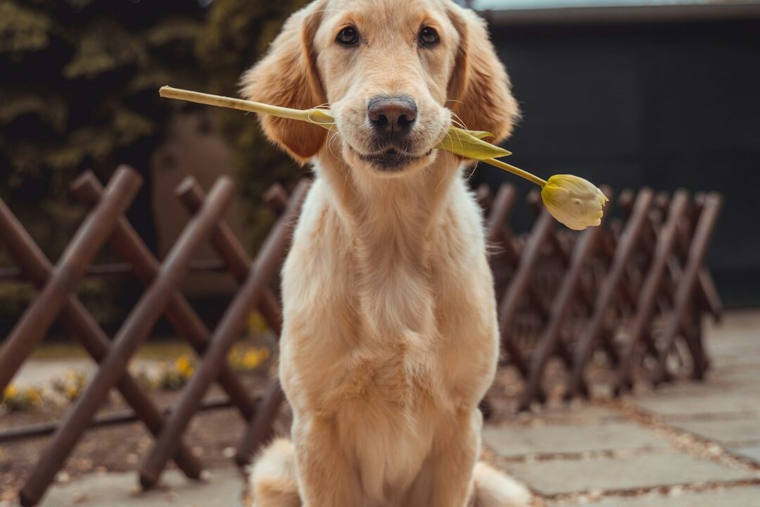 Eco-Friendly Pet Care: How Sustainable Dog Wipes from RAIZ GROUP Enhance Pet Well-Being Photo by Richard Brutyo on Unsplash