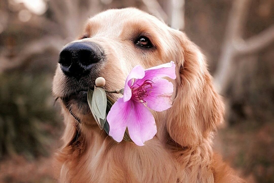 Expert Tips for Using Dog Wipes Effectively: A Guide for Pet Owners Photo by Celine Sayuri Tagami on Unsplash