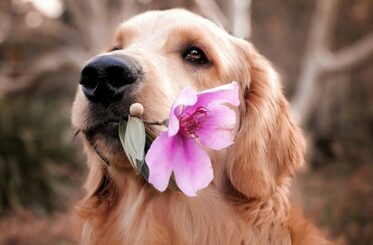 Photo by Celine Sayuri Tagami on Unsplash