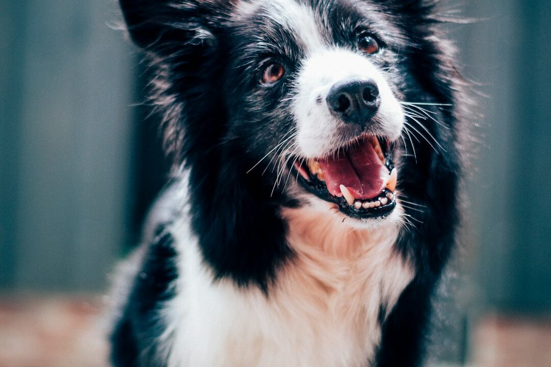 How Dog Wipes Can Simplify Your Pet’s Cleaning Routine | RAIZ GROUP Pet Care Tips Photo by Baptist Standaert on Unsplash