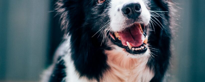 Photo by Baptist Standaert on Unsplash