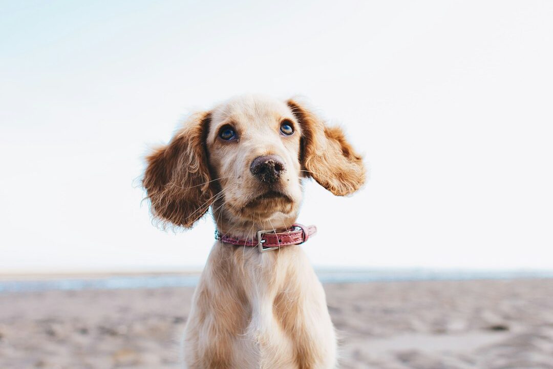 The Science Behind Dog Wipes: How They Keep Your Pet Healthy Photo by Ryan Walton on Unsplash