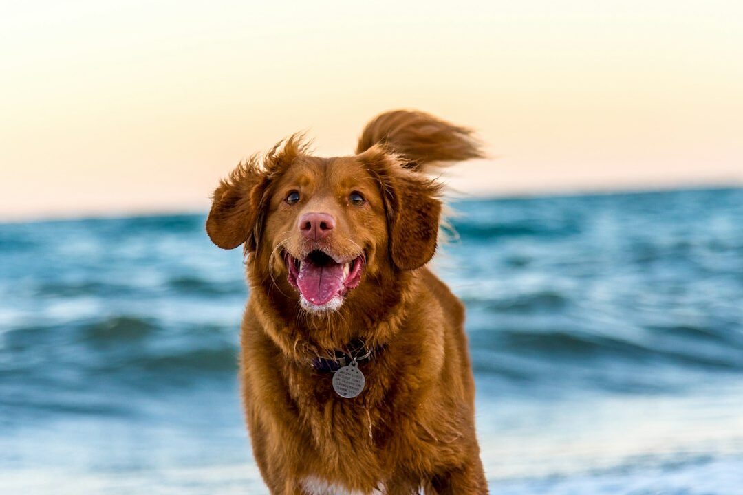 Top 10 Benefits of Using Dog Wipes for Daily Grooming: Keep Your Pet Fresh and Happy Photo by Oscar Sutton on Unsplash