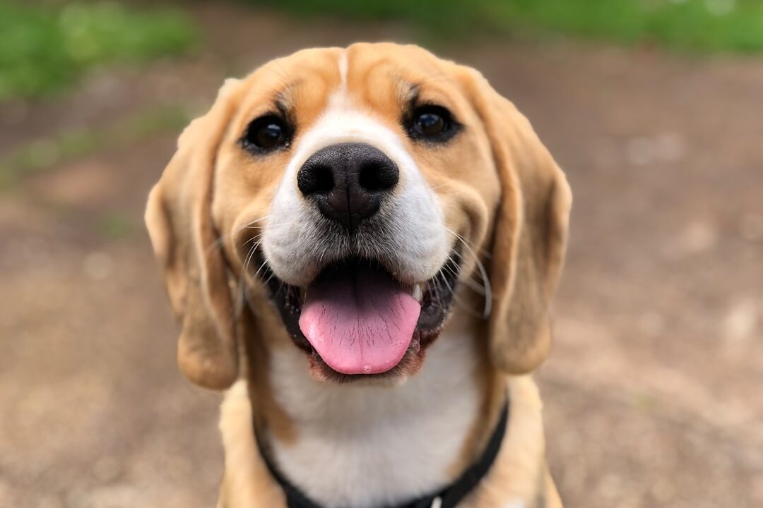 Traveling with Pets: Why Dog Wipes Are a Must-Have Accessory for Every Pet Owner Photo by Milli on Unsplash