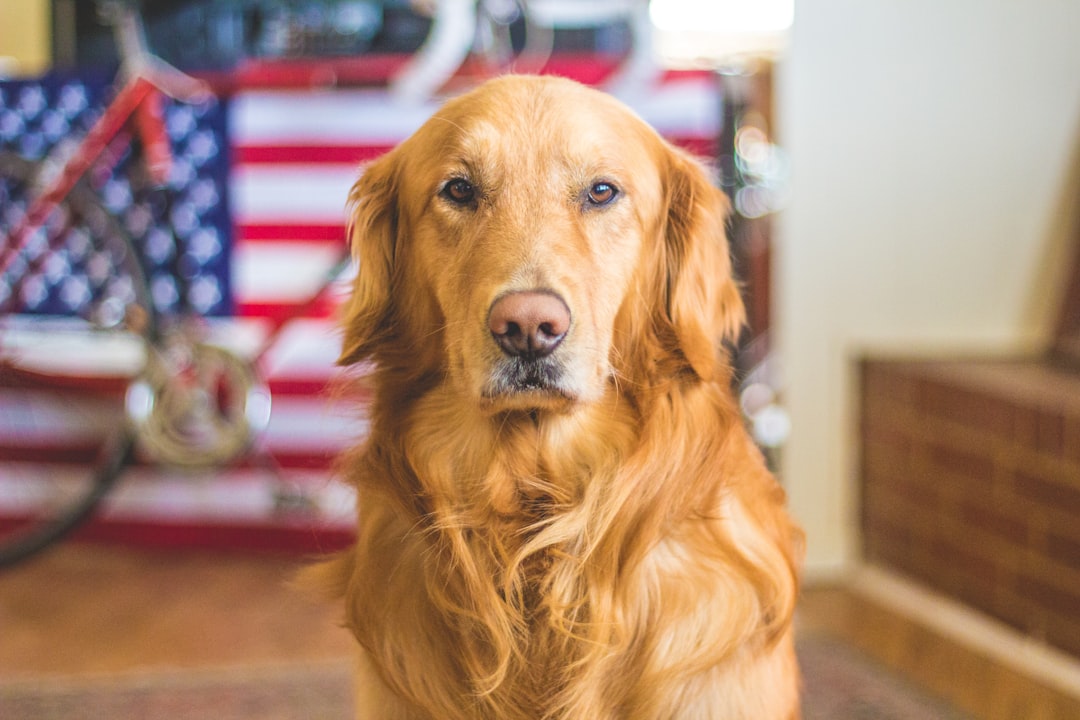Understanding the Ingredients in Your Dog Wipes: What You Need to Know Photo by Caleb Fisher on Unsplash