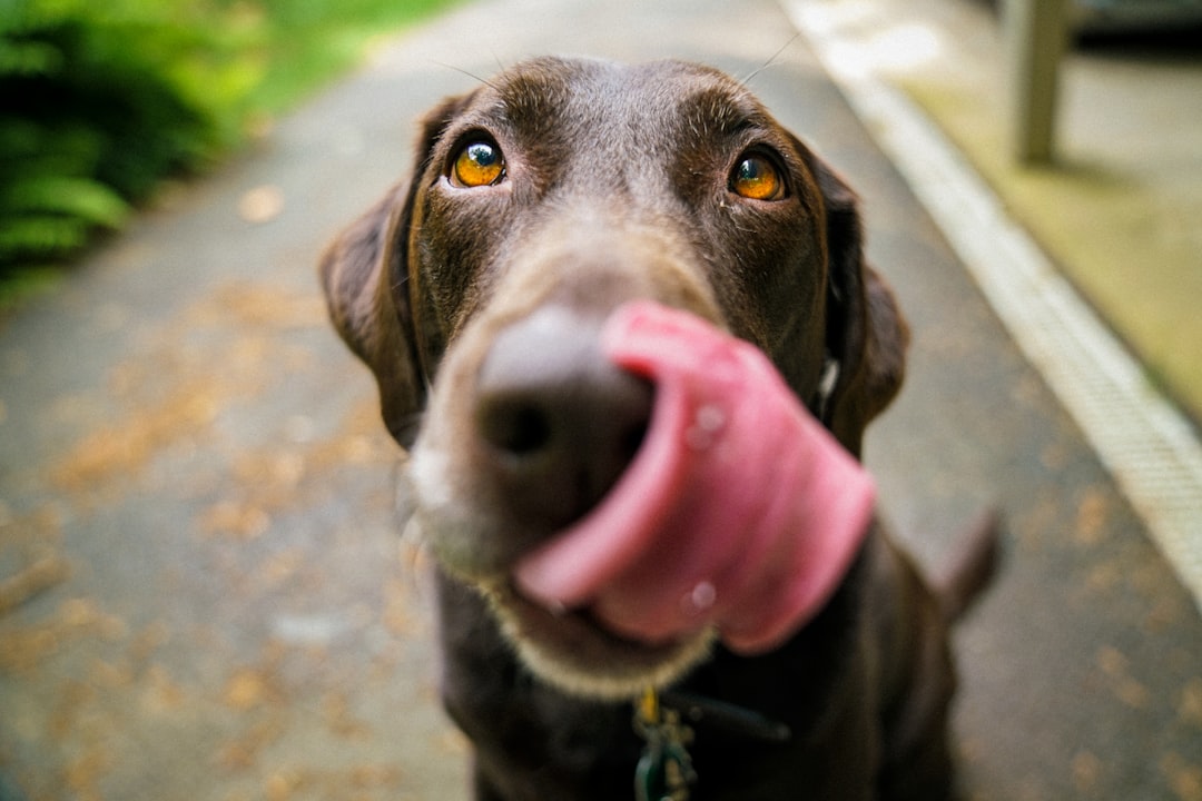 Vet-Recommended Dog Wipes: What Makes a Product Trustworthy? Photo by James Barker on Unsplash